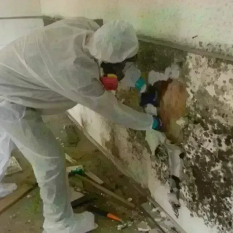 Mold Remediation and Removal in Barberton, OH